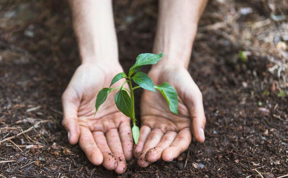 Hands protecting plant